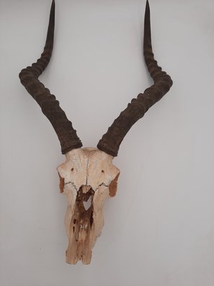 African Impala Skull And Rack- Very Hard To Find