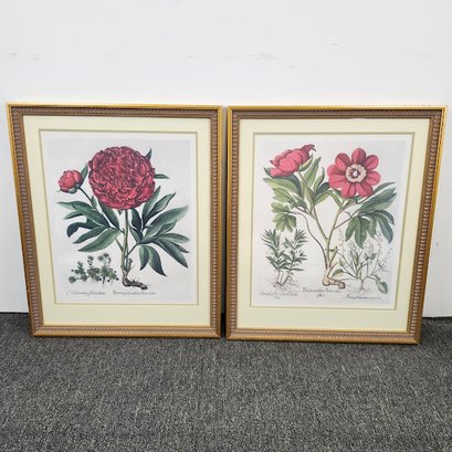 Pair Gold Framed Botanical Prints