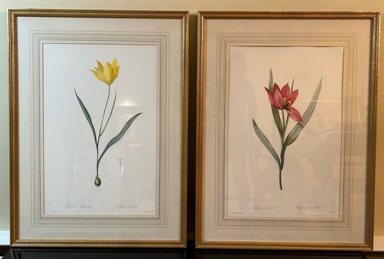 Pair Gilt Framed Botanical Tulip Prints