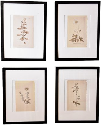 Set Of Four William Curtis Framed Botanical Prints