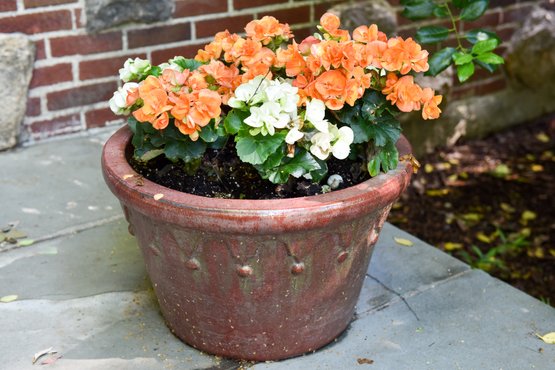 Ceramic Planter With Live Floral Plant