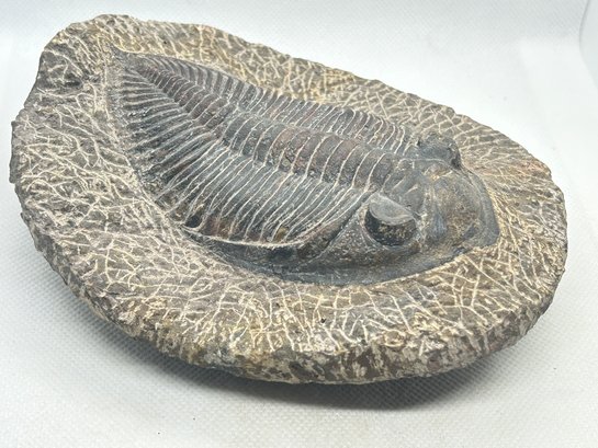 Fantastic 390 To 410-Million-Year-Old ZLICHOVASPIS Trilobite Fossil- Large, Highly Detailed!