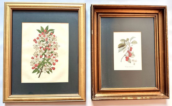 2 Vintage Botanical Prints, One With Cherries, In Gilded Frames