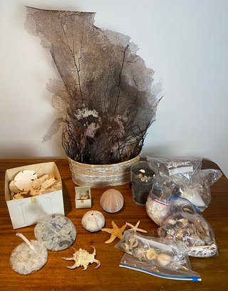 Life Long Collections Of Shells And More
