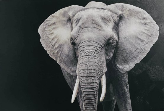 Black And White Elephant Portrait