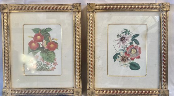 Vintage Pair Of Floral Prints In Gilt Frames