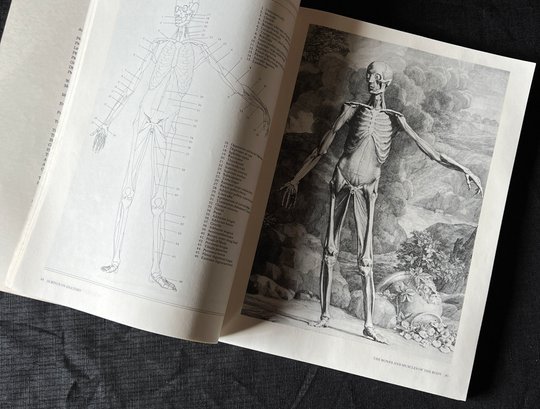 Rare Albinus On Anatomy Book On Drawing Human Anatomy