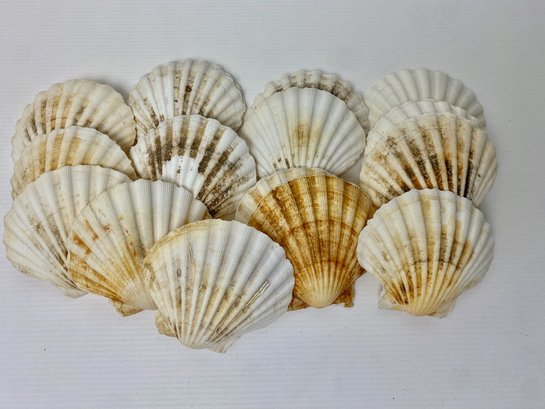 Lot Of Scallop Shells (18)