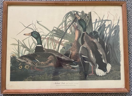 J.J. Audubon Lithograph Mallard Duck From The  Northwestern Mutual Insurance Collection