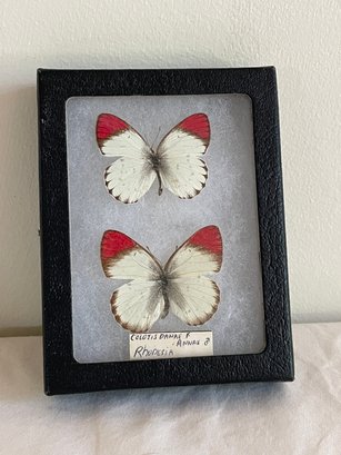 Crimson Tip 'Colotis Danae' Real Framed Butterflies