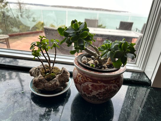 Two Bonsai Live Plants