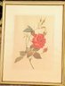 Vintage Framed Botanical Print Of A Rose