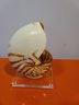 Nautilus Mollusk On And Stand