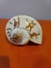 Conch Shell Cymbiola Nobilis With Stand