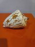 Conch Shell Cymbiola Nobilis With Stand