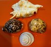Group Of Four Exceptional Decorative Shells