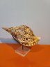 Decorative Charonia Tritonis Shell With Stand