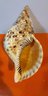 Decorative Charonia Tritonis Shell With Stand