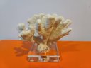 Decorative Faux? Coral On Lucite Stand