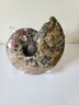 Ammonite Fossil Shell With Stand