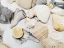 Large Assortment Of Sea Shells Of All Sizes & Types