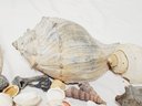 Large Assortment Of Sea Shells Of All Sizes & Types