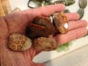 Beautiful Selection Of Serpentine, Fossil Coral, Pyrite And Jasper