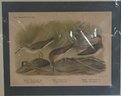 Two Unframed Bird Color Lithographs