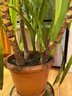 Beautiful Huge Spineless Yucca House Plant Potted Indoor Plant Over 6 Feet Tall