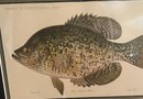 Framed Bass Color Lithograph