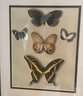 Two Framed Butterfly Prints