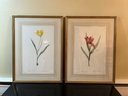 Pair Gilt Framed Botanical Tulip Prints