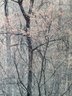 Redbud Trees Framed Print, Red River Gorge Kentucky