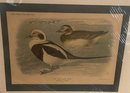 Two Unframed Bird Color Lithographs