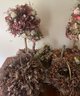 Lot Of Dried Flowers