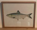 Framed Fish Print By Sherman Foote Denton