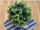 New! Faux Boxwood Plant In Mid Century Modern Style Planter