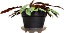 Live Goeppertia Insignis Plant In Planter With Underplate