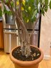 Beautiful Ficus Tree Indoor House Plant Stands Over 7 Feet Tall And 5 Feet Wide