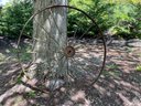 53 3/4' Antique Wagon Wheel 3 Of 3