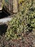 A Collection Of Small Euonymus