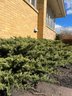 A Collection Of Low Creeping Juniper