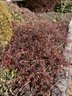 A Selection Of Varied Creeping Coniferous Ground Covers