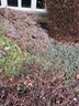 A Selection Of Varied Creeping Coniferous Ground Covers