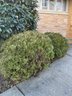 A Group Of Mounded Arborvitae