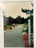 Framed Art Photo, Flower Lined Driveway