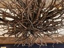 An Incredible Bespoke Natural Branch Chandelier 3/4