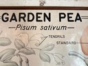 1949 Large Botanical Illustration Of Garden Peas On Glossy Paper By NY City Supply Co., Ready To Hang
