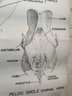 1950 Large Illustration Of Rooster Skeleton On Glossy Paper By NY City Supply Co., Ready To Hang