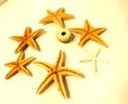 Lot Of Star Fish & Sand Dollars Nautical Decor